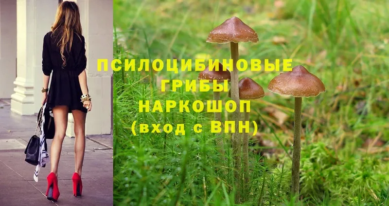 ОМГ ОМГ маркетплейс  Межгорье  Галлюциногенные грибы Psilocybe 